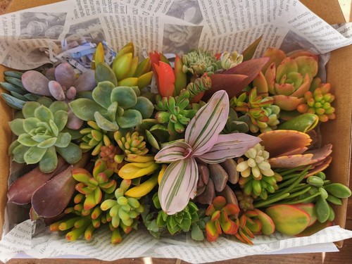FREE Express Post / 40+ Colorful Various Succulent Cuttings Pack - Picture 3 of 8