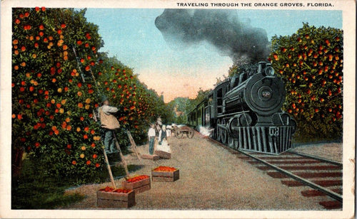 Postkarte Reise durch Orangenhaine Florida White Boarder unbesendet - Bild 1 von 2