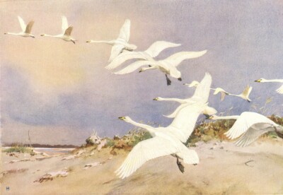 WILDER SCHWAN. ''Die Wilden'' von WINIFRED AUSTEN 1935 altes Vintage Druckbild