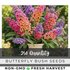 Butterfly Bush Seeds (Buddleia Davidii) - Fragrant - 250 Seeds