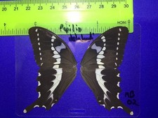 MB 02  A+/A   LIQUIDATION SALE  Papilio delalandi   CLOSE OUT SALE