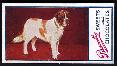 PASCALL - HUNDE - #4 ST BERNARD