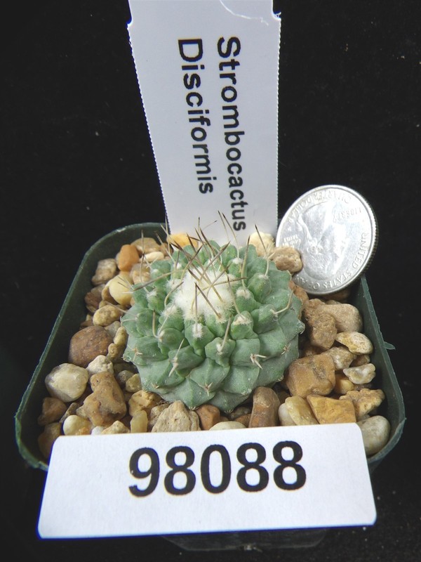 Strombocactus disciformis Rare Seedling LIve Cactus Cacti Plant 98088