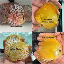 Pack of 4 Discus Fish 3.75  - 4  - Live Fish Aquarium Overnight Shipping