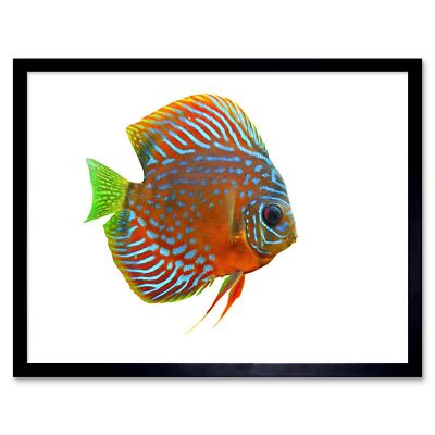 Tropical Discus Fish Orange Affiche Cartel Imprimir 12X16 Inch Framed Art Print