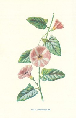 Kleines Bindekraut oder Feldkonvolvulus. Wildblumen von Friedrich Hulme um 1895