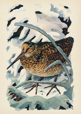 75+ Jahre alte Vintage Lithographie von CHARLES TUNNICLIFFE Wandbild Vogel Druck WOODCOCK