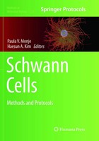 Paula V. Monje (U. A.) | Schwann Cells | Taschenbuch | Englisch (2019) | Xiii