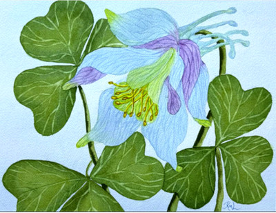 PAINTING WATERCOLOR 11X14 AND DOUBLE MAT 16X20 FLOWER COLUMBINE BLUE PURPLE  ART