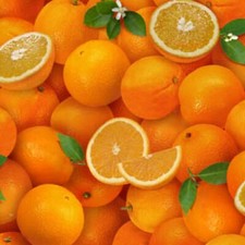 Food Festival Fruit Packed Oranges 100 Cotton Fabric by The Yard