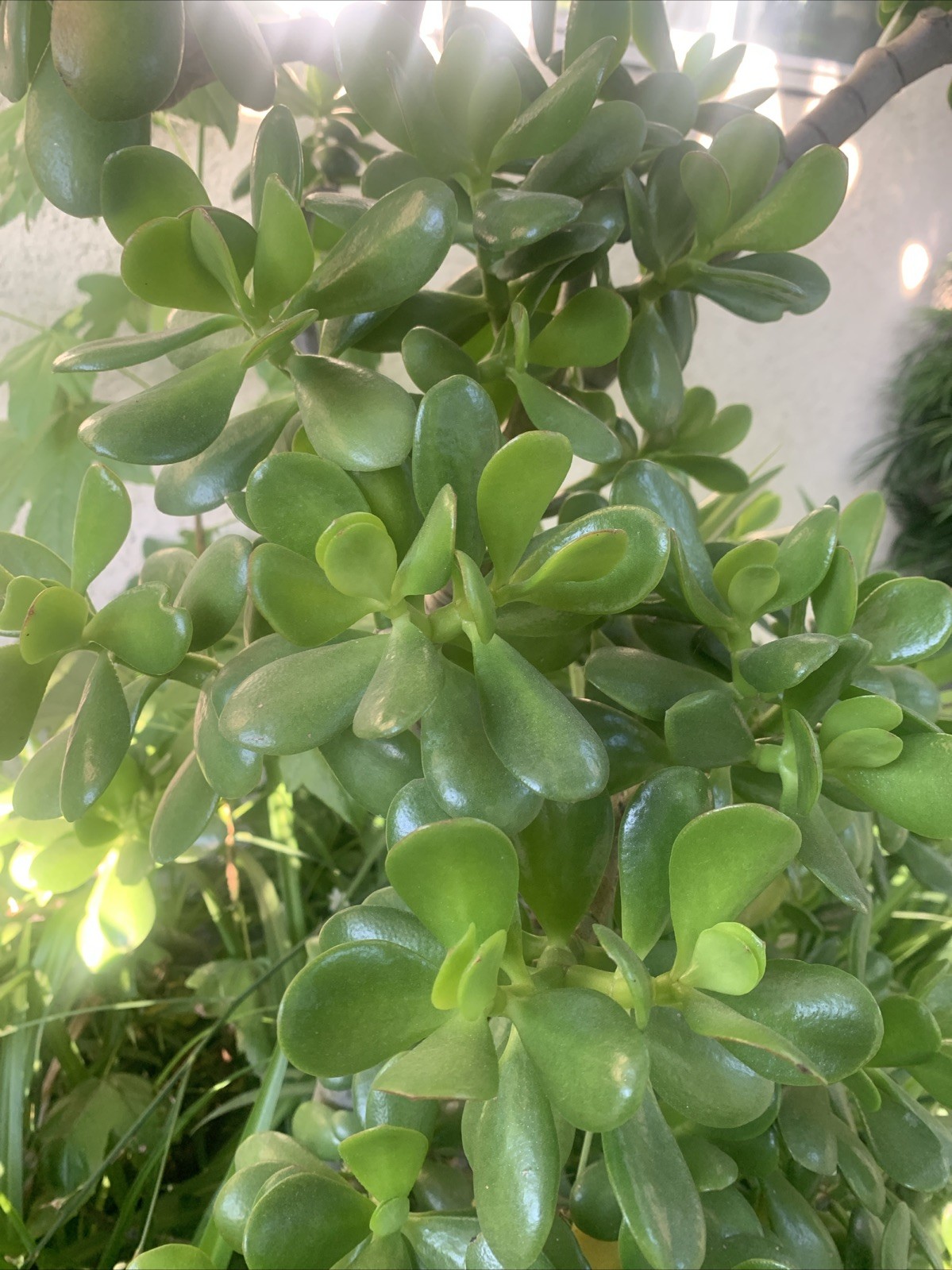 Jade Plant Crassula Ovata Deep Green Succulent 2 Fresh Cuttings