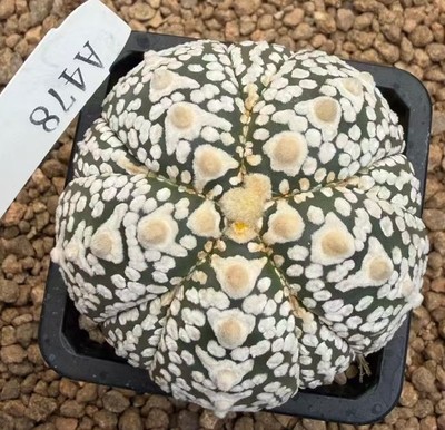 1pc Sale Rare Cacti Plant Astrophytum asterias 'V-Type' Fukuryo WYSIWYG Own Root