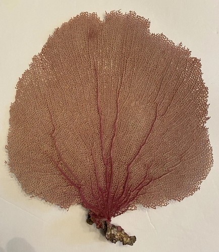 13” x 11" Large Natural Pale Pink Color Sea Fan Fish Tank Seashells Reef Coral