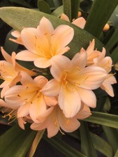 2 x Clivia miniata Apricot seed. UK National Collection Holders