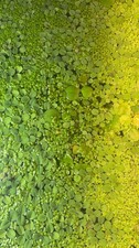 Aquatic Floating Plants Mixed