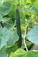 30 Chinese/Japanese Long Cucumber Seeds