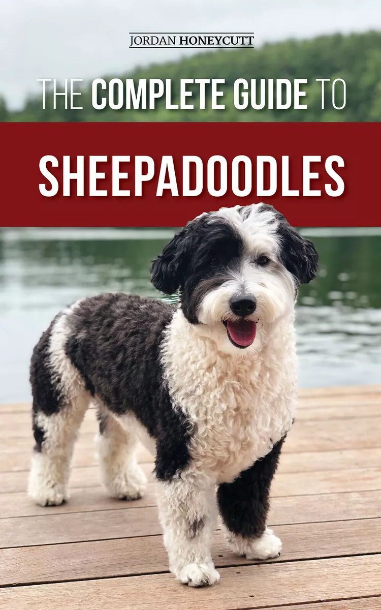 The Complete Guide to Sheepadoodles Paperback Dog Owners Guide Book 2020