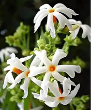 90 SEEDS- Night-Blooming Jasmine         Flower Seeds For Planting- Home Garden