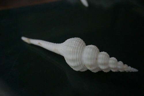 Fusinus Salisburyi 132.4 mm F+++ Beautiful Angelic White Beauty WOW!!! - Picture 3 of 5
