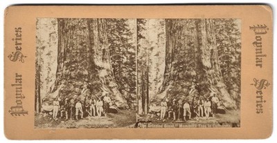 Antique THE GRIZZLED GIANT Orig. Stereoview Card CALIFORNIA MAMMOTH SEQUOIA TREE