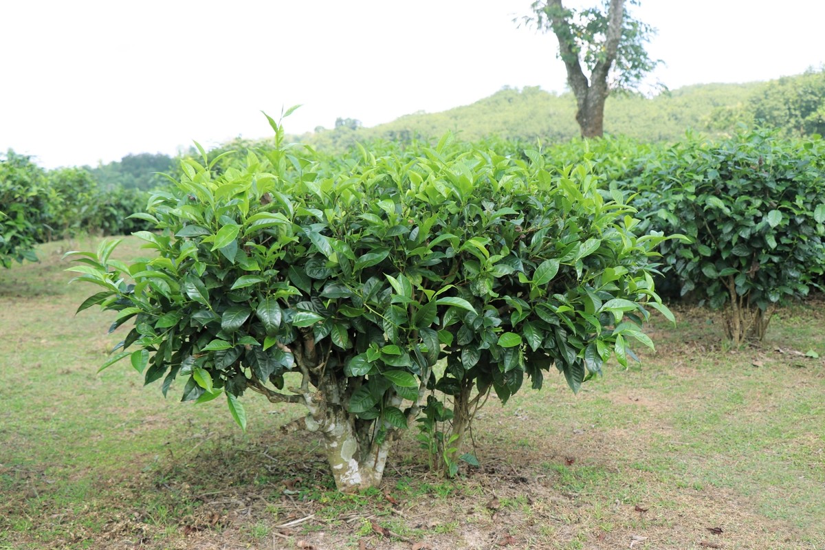 1 Lb Bulk TEA PLANT Black Green Drinking Camellia Sinensis Pound Shrub 385  Seeds | eBay