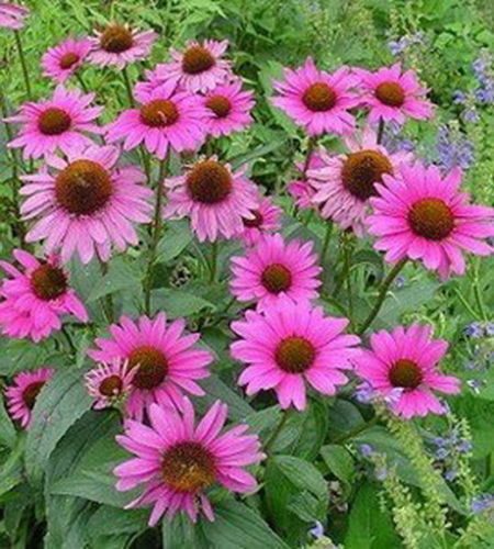 ECHINACEA PURPUREA - RUBY STAR (100 SEEDS) PERENNIAL HERB - Picture 1 of 3