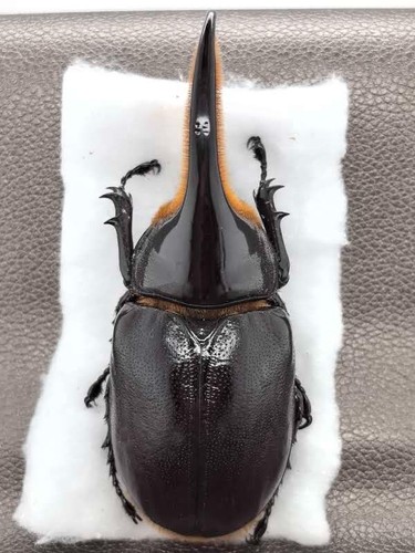 Dynastidae sp 99mm Big male  - South America