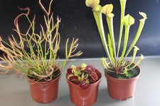 Fleischfressende Pflanzen, Dionaea, Sarracenia flava, Drosera binata.