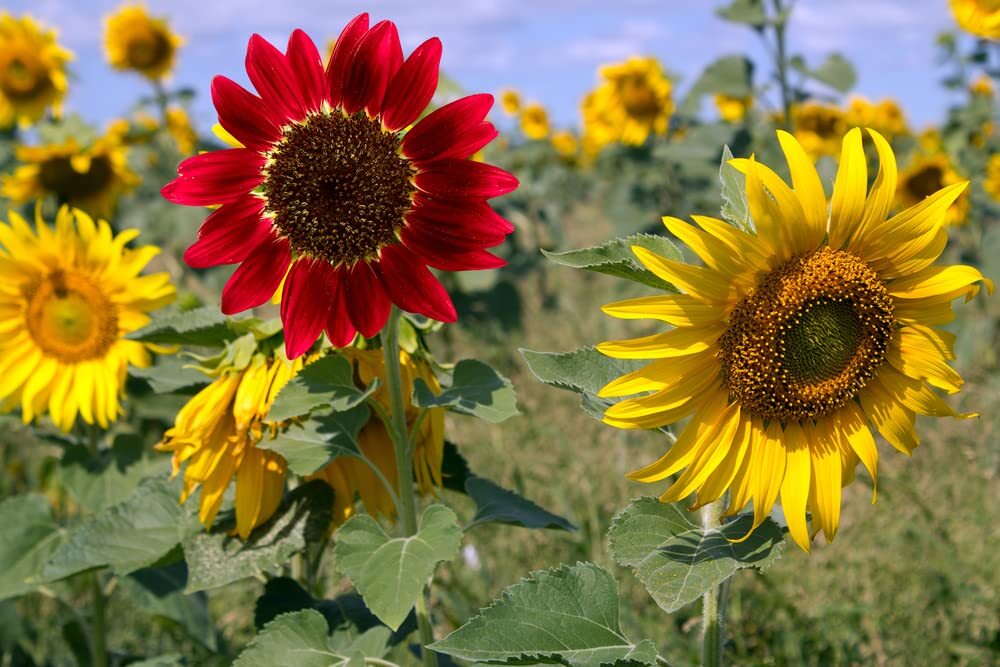 Sunflower Seeds for Planting Heirloom NonGMO, Bulk Package of 15