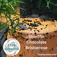 2 DAY UPS SHIPPING - 3x/5x/10x Chocolate Bristlenose Pleco - .75" - 2" Fish