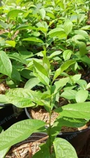 Three (3) Persimmon Trees  American Native Diospyros Virginiana Seedling