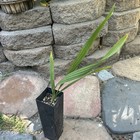 Brahea Guadalupe Palm Tree Seedling 1 Seedling — photo 1