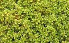 Pack x6 Creeping Thyme 'Archers Gold' Perennial Garden Herb Plug