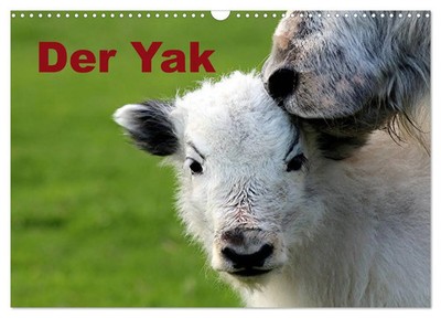Bernd Witkowski | Der Yak (Wandkalender 2026 DIN A3 quer), CALVENDO...