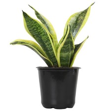 Live Snake Plant Sansevieria Trifasciata Superba Fully Rooted Indoor House Plant