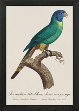 Rainbow Lorikeet juvenile / Perruch Framed Wall Art Poster Canvas Print Picture