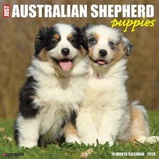 Australian Shepherd Puppies 2026 12" x 12" Wall Calendar (free shipping)