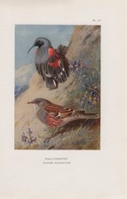 Mauerl&auml;ufer Alpenbraunelle FARBDRUCK von 1925 Wallcreeper Alpine accento