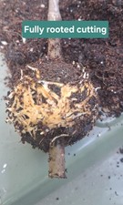 Fig Tree Plant. Established Healthy Plant