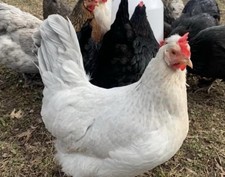 6 Opal Legbar Hatching Eggs