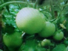 15 SEEDS MEDIUM/LARGE GREEN TOMATO GREAT FOR SLICING COOKING BATTER  FRYING 