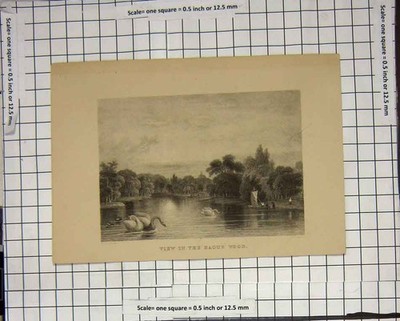 Original alter antiker Druck Ansicht in Haager Holz Fluss Schwäne Boot