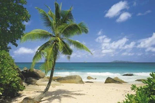 Tropical landscape deals