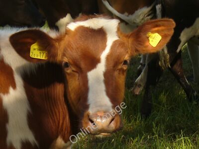 Photo 6x4 How Now Brown Cow East Green/SU7944 Portrait of a young cow, w c2010