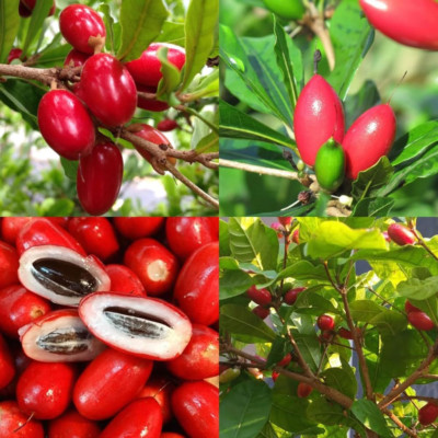 35+Tropical Miracle Berry Fruit Seed for Planting Outdoor-Edible Fruit Berries P