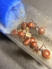 Pogonomyrmex Badius Trio Founding Queens Florida Harvester Ants (feeder)