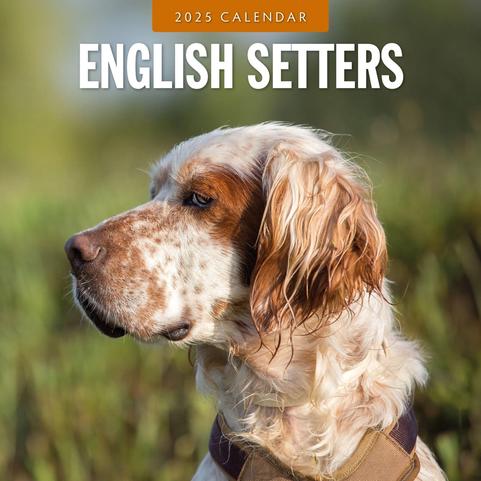 English Setters 2025 Square Wall Calendar
