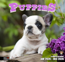 Puppies 2026 Wall Calendar 12 Month 12 X 24 Open Thick  Sturdy Paper Ho
