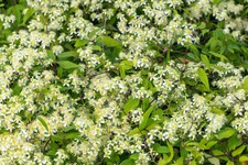 20 WHITE CLEMATIS Virginiana / Virgins Bower Flower Vine Seeds Flat S/H