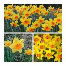 Red Devon Daffodil Flower Bulbs.Beautiful Spring Flowers.Make a Great Display